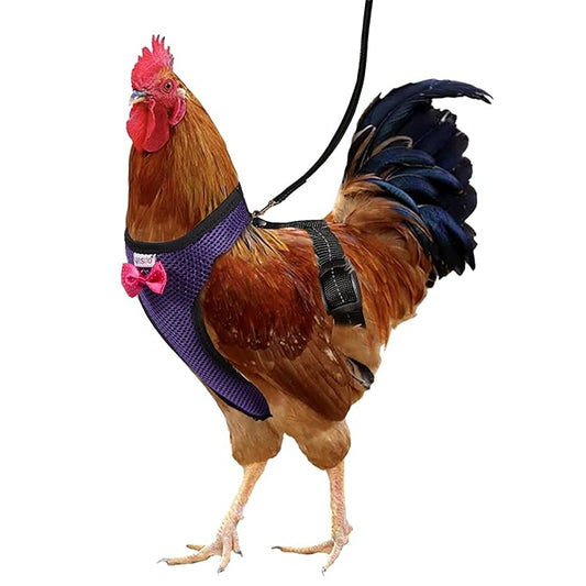 Chicken Harness with 5.4ft Matching Leash Comfortable, Breathable & Washable Pet Set – for Chicks, Geese, Ducks Chicken More – Facilitate Chicken Training & Walking Purple Large Size