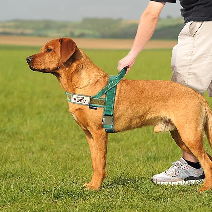 Annchwool No Pull Dog Harness with Soft Padded Handle,Reflective Strip Escape Proof and Quick Fit to Adjust Dog Harness,Easy for Training Walking for Small & Medium and Large Dogs(Green,XS,1 In Width)