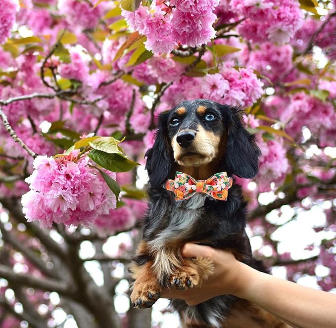Lionheart glory Premium Floral Dog Collars, Bowtie Dog Collar, Adjustable Heavy Duty Girl Dog Collar with Bow for Small Dogs