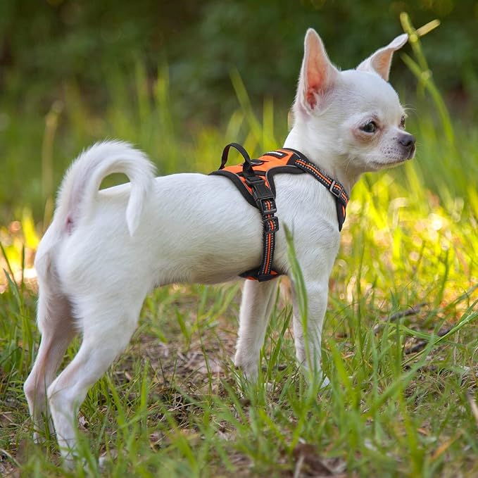 rabbitgoo Dog Harness No Pull with 2 Leash Clips, Adjustable Soft Padded, Reflective Oxford No Choke Pet Vest with Easy Control Handle for Puppy, Orange,XS