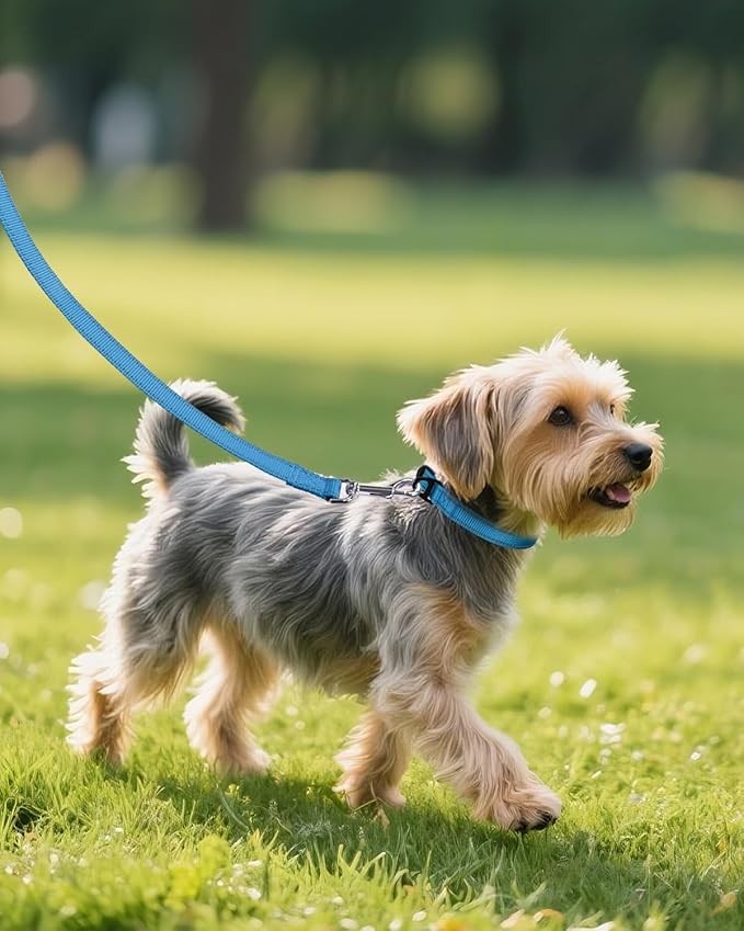 Joytale Small Dog Collar, Reflective and Adjustable Nylon Collar with Quick-Release Buckle, Lightweight No-Choke Design for Small Dogs, Sky Blue, 5/8" Width