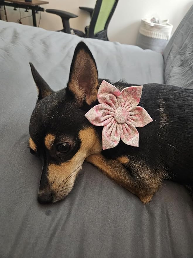 Lionet Paws Design Dogs Collar Cute Adjustable Flower Dog Collars for Girl Female Small Medium Dogs with Spring Floral M