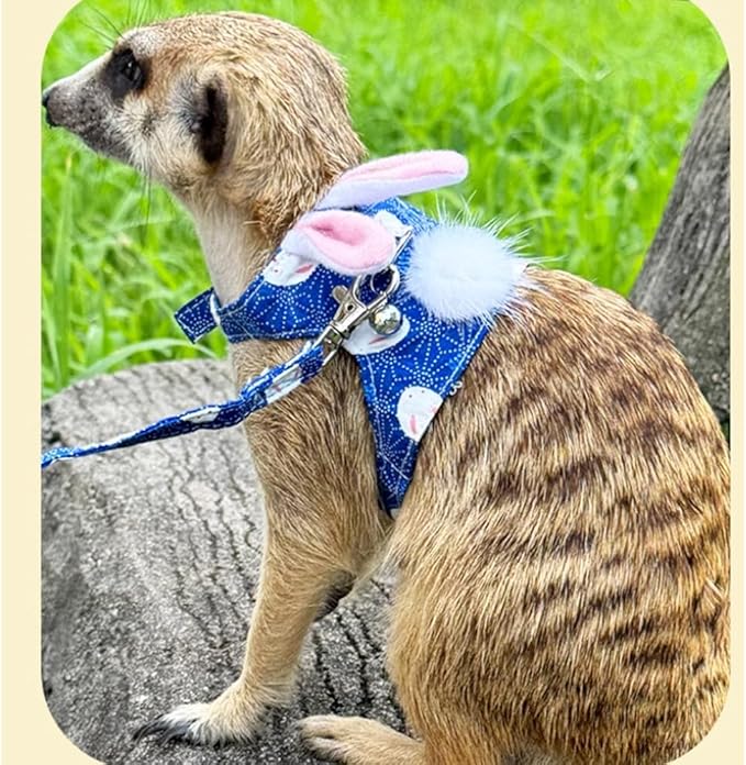 Ferret Harness and Leash Set with Bell - Small Animal Accessories - Bunny Ears Costume for Baby Rabbit, Guinea Pig and Small Pets - Blue