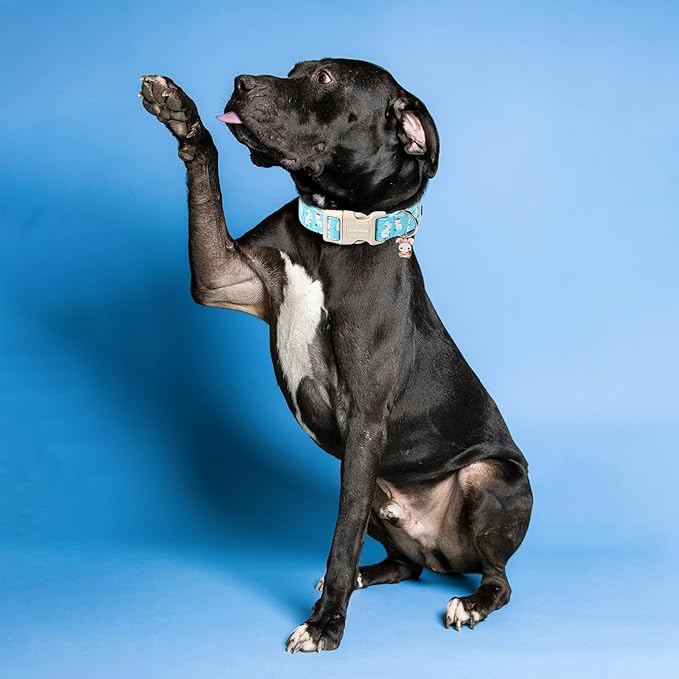 Lionet Paws Easter Dog Collar, Comfortable Adjustable Blue Rabbit Collar with Bunny Rabbit for Small Male Female Dogs Collars, Neck 10-16 inches