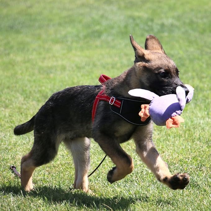 Max and Neo Passport Reflective Dog Harness - We Donate a Harness to a Dog Rescue for Every Harness Sold (Small, Pink)