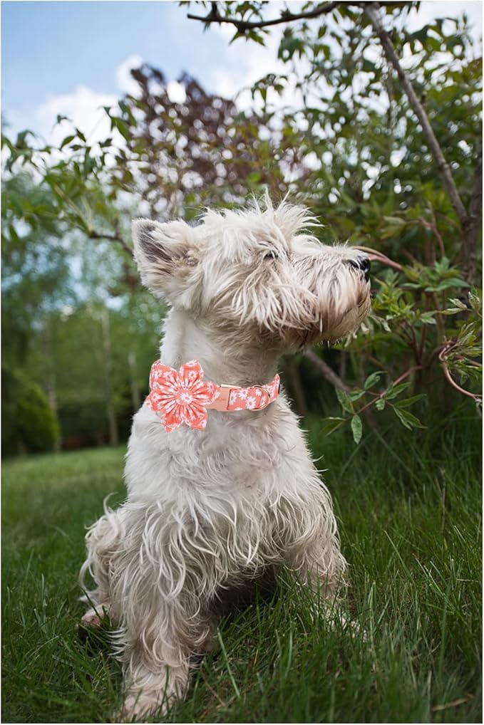 Unique style paws Dog Collar with Flower Tie Pink Daisy Summer Dog Collar for Small Medium Large Dogs with Adjustable Metal Buckle -S