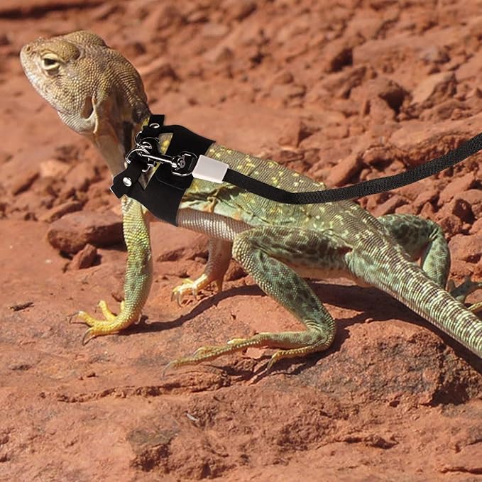 Bearded Dragon Harness and Leash Set, 3 Sizes Super Leather Bearded Dragon Vest with Retractable Small Animal Rope Bearded Dragon Outfits Clothes Accessories for Reptile Walking Outdoor (Black)