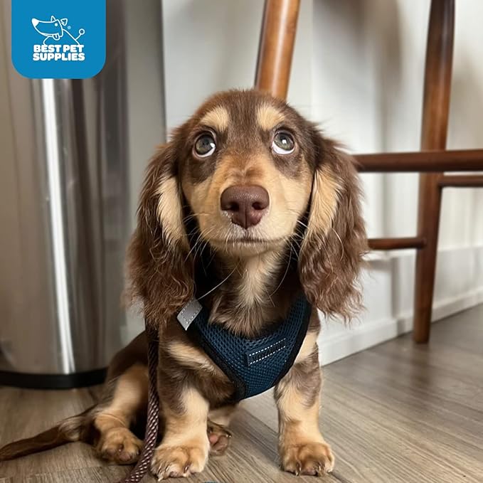 Voyager Step-in Air Dog Harness - All Weather Mesh, Reflective, No Pull Harness for Small, Medium Dogs, Cats - Secure with Hook & Loop Fastener, Buckle, Double D-Rings - Blue/Black Trim, XXXS