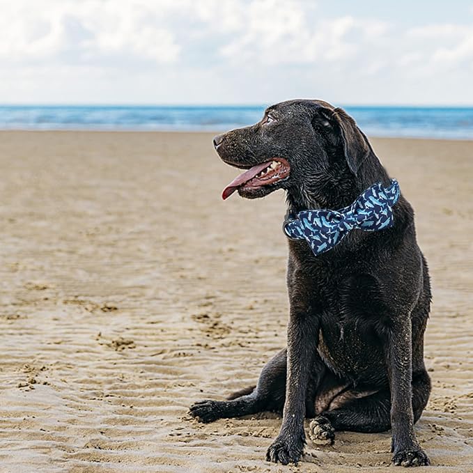 Elegant Little Tail Bowtie Dog Collar - Shark Print, Adjustable for Small Dogs