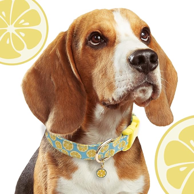 Faygarsle Cute Dog Collar for Girls Boy Dogs Soft Fancy Pet Collar with Lemon Design Ideal Yellow Green Summer Dog Collar for Small Medium Large Dogs M