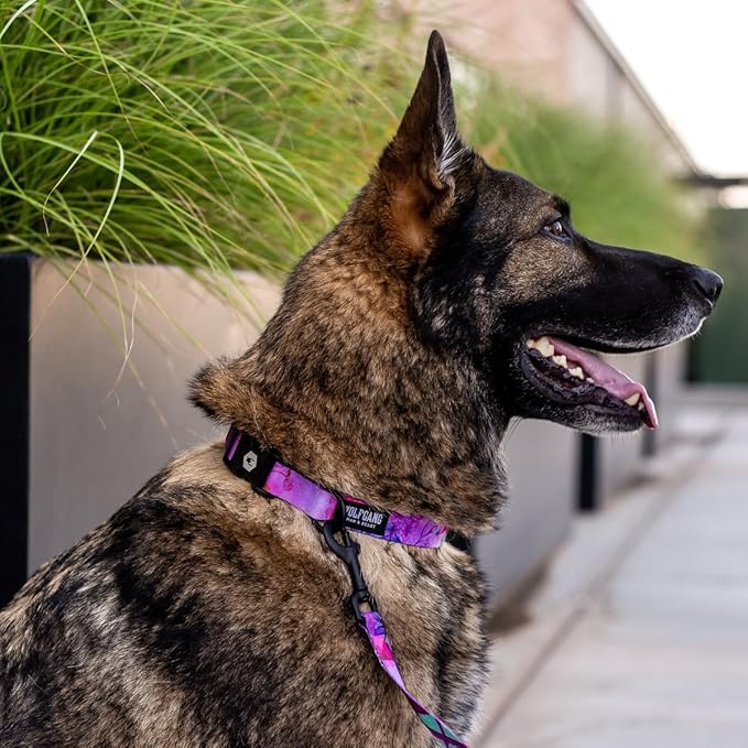 Wolfgang Heavy Duty, Adjustable Dog Collar with Quick Release Nylon Buckle for Walking & Training, Daydream Print, Medium