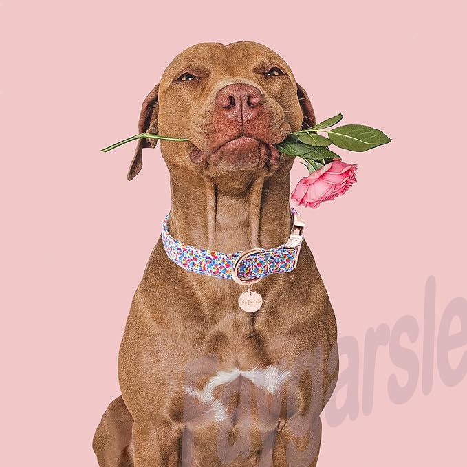 Faygarsle Multi-Colored Splotches Pattern Dog Collar for Small Medium Large Dogs Cute Puppy Collars for Female Dogs for Summer Spring Wedding Necklace Girl Dog Collar S