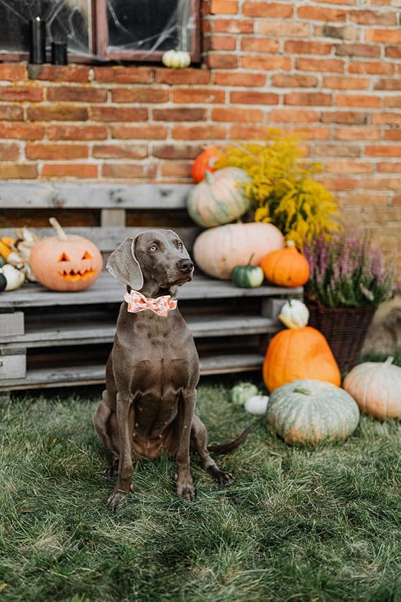 Lionheart glory Premium Dog Collars, Bowtie Dog Collar, Adjustable Heavy Duty Halloween Dog Collar with Bow for Medium Dogs