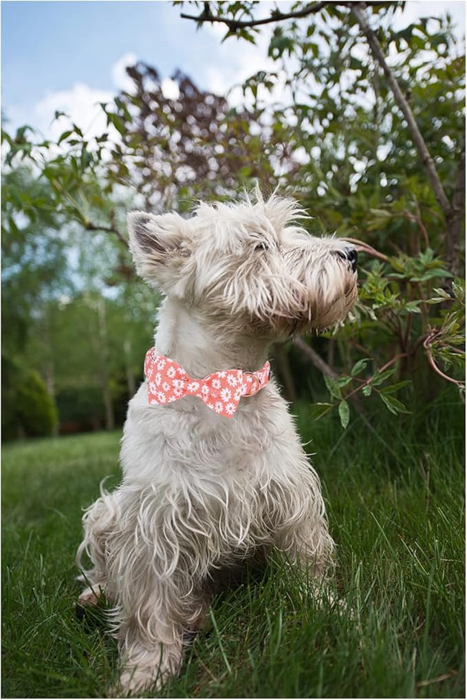 Unique style paws Dog Collar with Bow Tie Pink Daisy Summer Dog Collar for Small Medium Large Dogs with Adjustable Metal Buckle -M