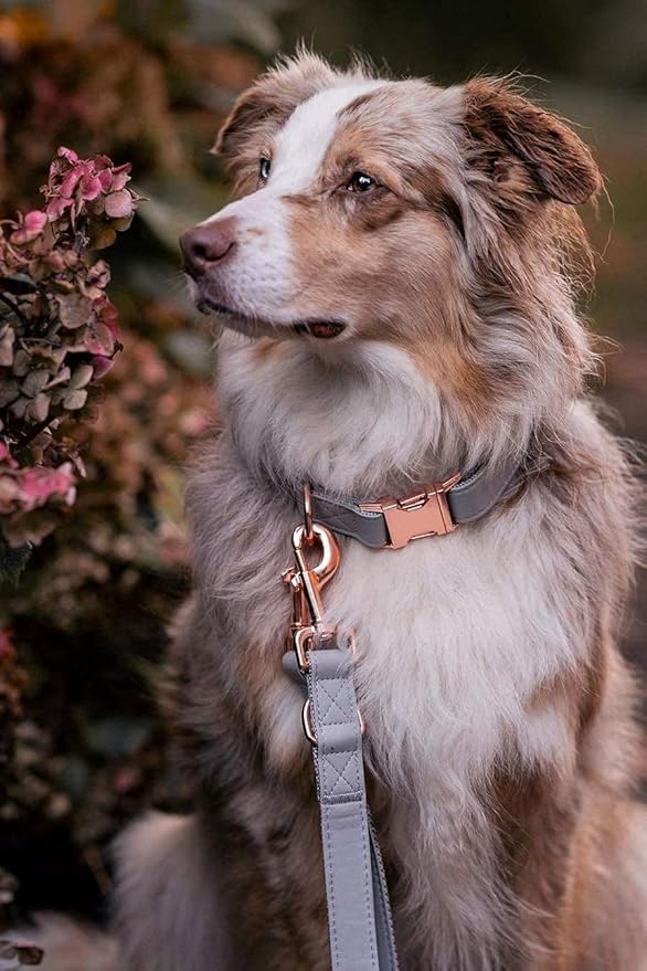 Soft Leather Dog Collar and Leash (6.6') Set - Stylish Rose Gold Heavy Duty Metal Buckle, 4 Adjustable Lengths Leash for Small Medium Large Dogs - Comfortable & Easy to Clean Grey XS(8"-12")