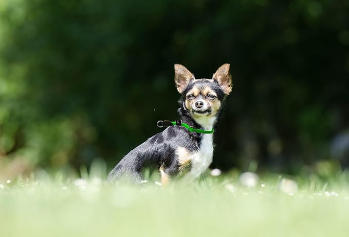 Braided Round Martingale Dog Collar, Training Collar with Slidable Stop Ring and Adjustable Stopper - Ideal for Small Dogs (S(1/4") - 14" Long, Light Green)