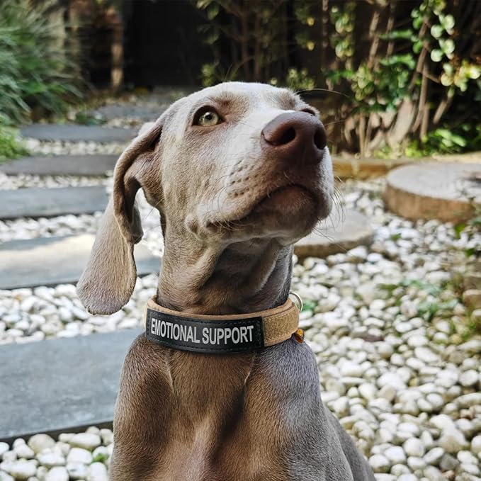 EXCELLENT ELITE SPANKER Nylon Puppy Dog Collar Adjustable Soft Padded Collar Heavy Duty Quick-Release Buckle Lightweight No-Choke for Small Medium Dogs(Grey,s)