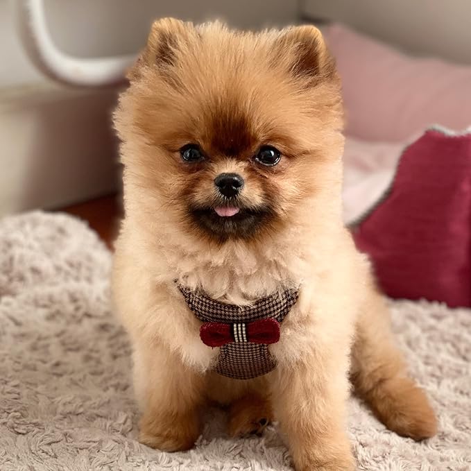 Puppytie No Pull Small Dog Harness with Multifunction Dog Leash,Lightweight Soft Adjustable No Choke Escape Proof Pet Harness Vest Pet Harness Vest,Knitted Brown,S