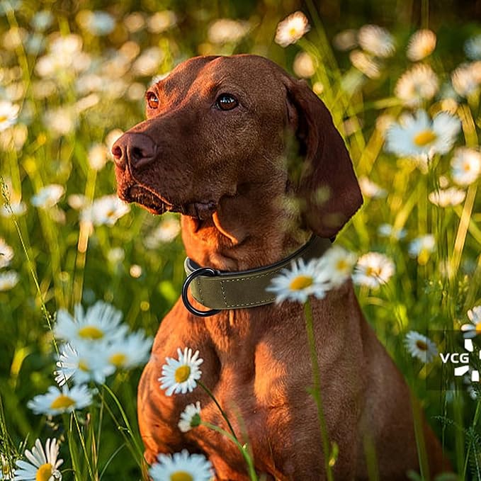 Didog Soft Padded Leather Dog Collar, Breathable Heavy Duty Dog Collar Faux Leather with Adjustable Rust-Proof Metal Buckle for Small Medium Large Dogs, Dark Green, XL Fit Neck 17-21"(44-71 lbs)