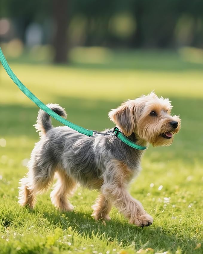 Joytale Small Dog Collar, Reflective and Adjustable Nylon Collar with Quick-Release Buckle, Lightweight No-Choke Design for Small Dogs, Teal, 5/8" Width