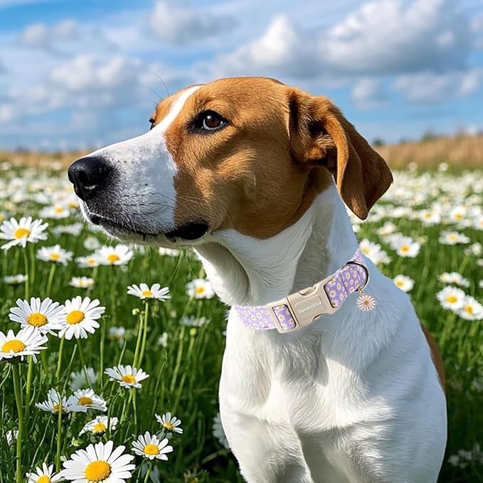 Lionet Paws Floral Dog Collar- Cute Daisy Purple Dog Collars with Plastic Buckle, Light Adjustable Dog Collars for Small Medium Dogs
