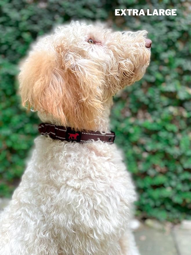 Heavy Duty Dog Collar with Handle | Ballistic Nylon Heavy Duty Collar | Padded Reflective Dog Collar with Adjustable Stainless Steel Hardware | Convenient Sizing for All Breeds X-Large (19-23" Neck)