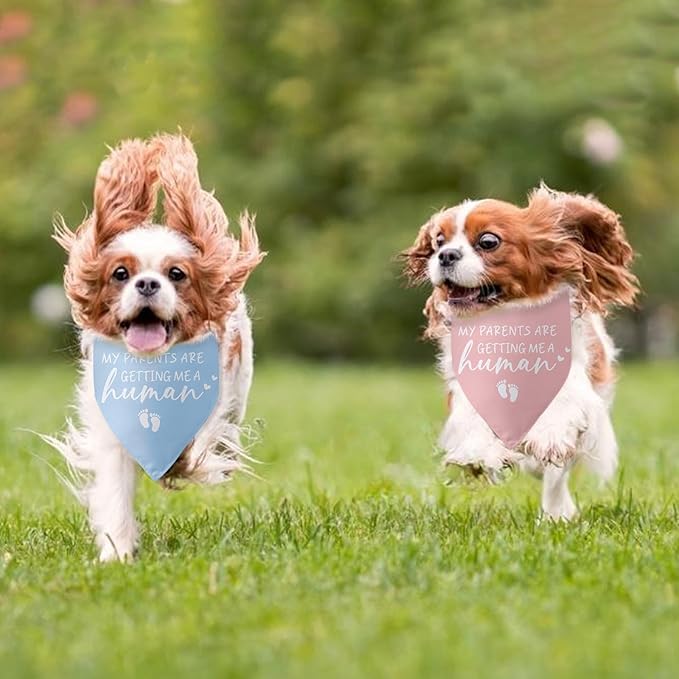My Parents are Getting Me a Human Dog Bandana - Gender Reveal Gifts, Pregnancy Announcement, Baby Announcements Ideas, Photo Prop for Large Medium Small Dogs - 2 Packs