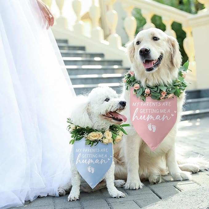 My Parents are Getting Me a Human Dog Bandana - Gender Reveal Gifts, Pregnancy Announcement, Baby Announcements Ideas, Photo Prop for Large Medium Small Dogs - 2 Packs