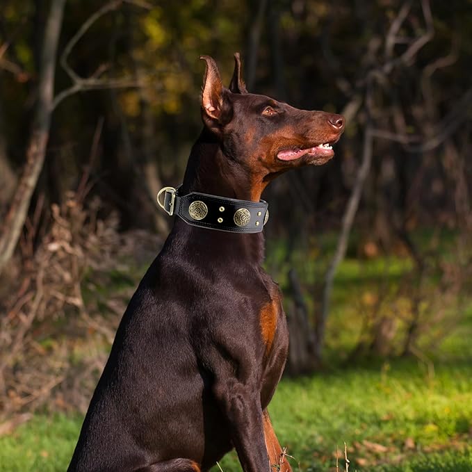 Leather Dog Collar for Large Dogs, 2" Wide Durable Thick Strong Genuine Leather Spike Dog Collar with Metal Buckle, Padded Collar with Studded Design for Large & XL Breeds (Black,L,XL)