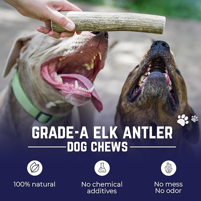 Devil Dog Pet Co. Elk Antlers for Dogs, Petite 3.5"+, 6 Pack, Grade A Long Lasting Chew for Aggressive Chewers, Premium USA Naturally Shed Antler – Healthy, No Odor, Durable Dog Chew