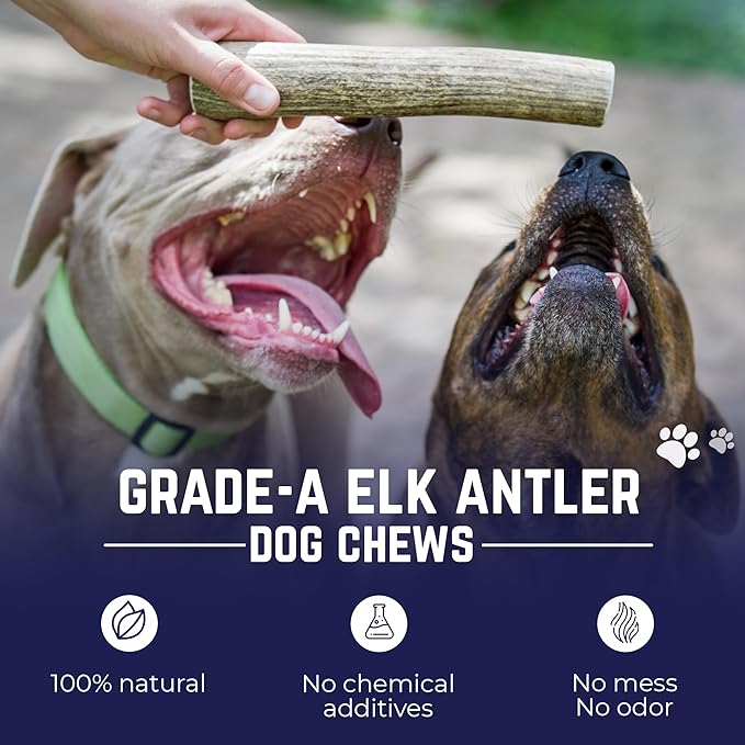 Devil Dog Pet Co. Elk Antlers for Dogs, Jumbo 8"+, 1 Pack, Grade A Long Lasting Chew for Aggressive Chewers, Premium USA Naturally Shed Antler – Healthy, No Odor, Durable Dog Chew