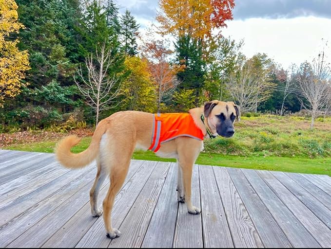 Lite Dog Vest. Coverage to Mid Back. Reflective Hi Visibility Blaze Orange Fluorescent Fabric Helps to Keep Them in Sight and Safe On and Off Leash. X-Small