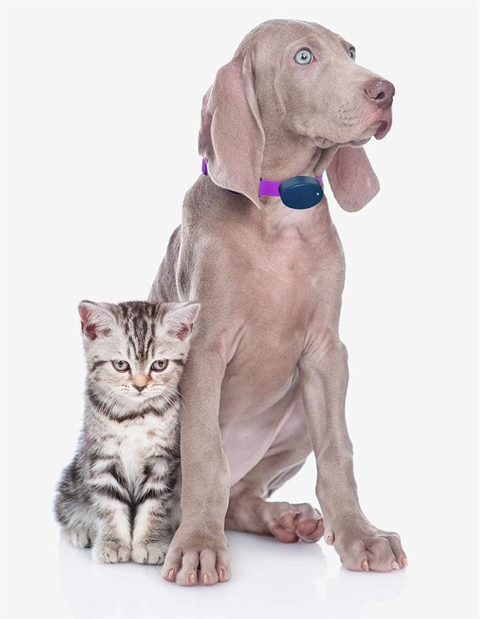 Extreme Dog Fence Dog Collar Replacement Strap - Bright Orange - Compatible with Nearly All Brands and Models of Underground Dog Fences