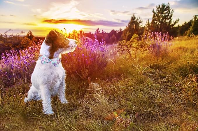 Lionheart glory Purple Dog Collar, Adjustable Dog Collar with Bowtie, Pet Gift Collar for Dog Soft Bowtie Dog Collars for Large Dogs