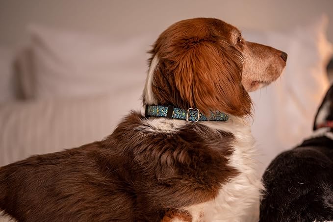 Dog Collars for Small Medium & Large Dogs Durable, Long Lasting, Adjustable, Heavy Duty Collars for Girl and Boy Puppy with Quick-Release Plastic Buckle.