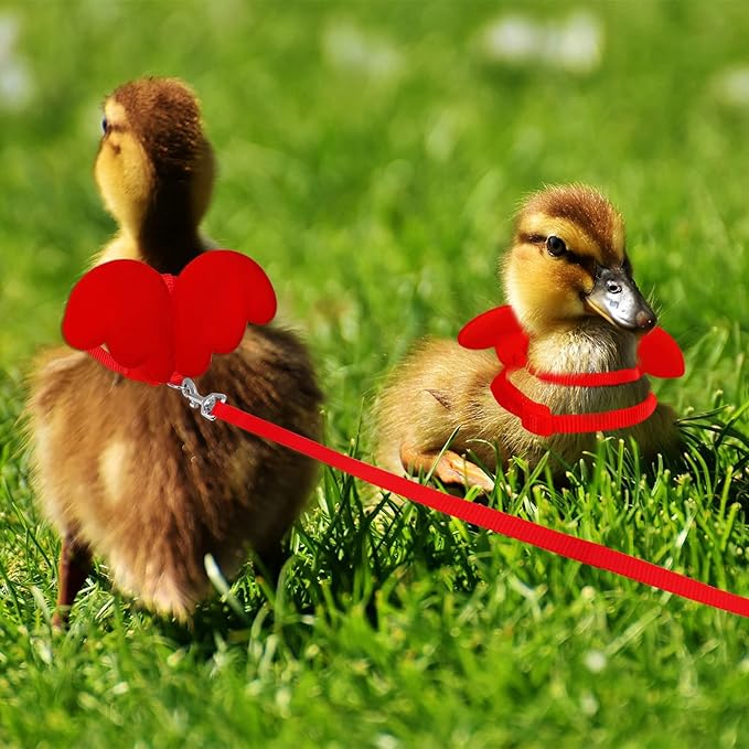 KAMA BRIDAL Duck Walking Harness and Leash Chicken Duck Outdoor Training Rope Adjustable Rope for Pet Poultry Hen Cock (S, Red)