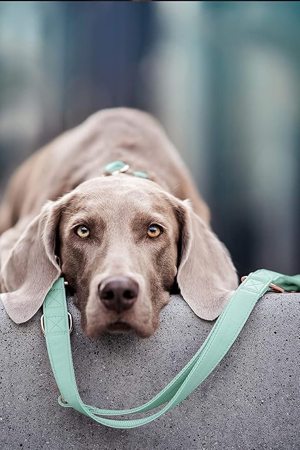 Soft Leather Dog Collar and Leash (6.6') Set - Stylish Rose Gold Heavy Duty Metal Buckle, 4 Adjustable Lengths Leash for Small Medium Large Dogs - Comfortable & Easy to Clean Mint Green S(12.2"-16.9")