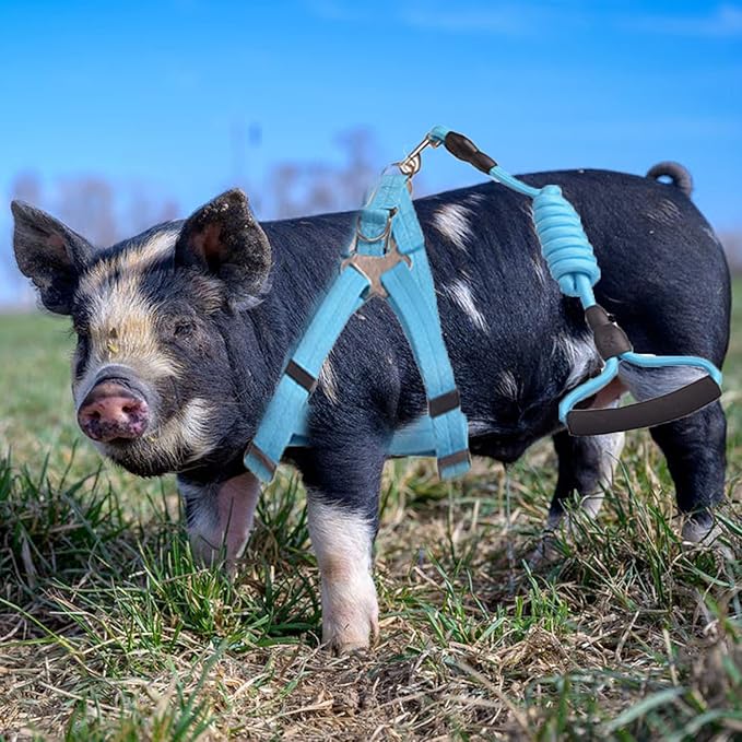Animal Harness, Medium, Pink and Blue - 2 Pieces Adjustable Harness with Leash Set for Small Pig, Dog, Rabbit Walking, Running and Playing