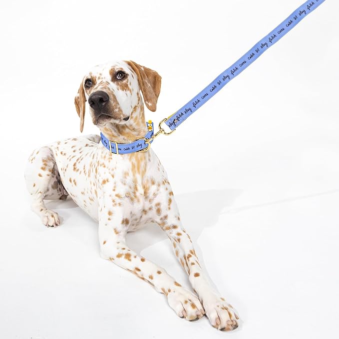 kate spade new york Cute Dog Collar with Gold Metal Details & Plastic Buckle, 15" to 22” Adjustable Dog Collar for Female or Male Dogs, Medium/Large, Raining Cats & Dogs