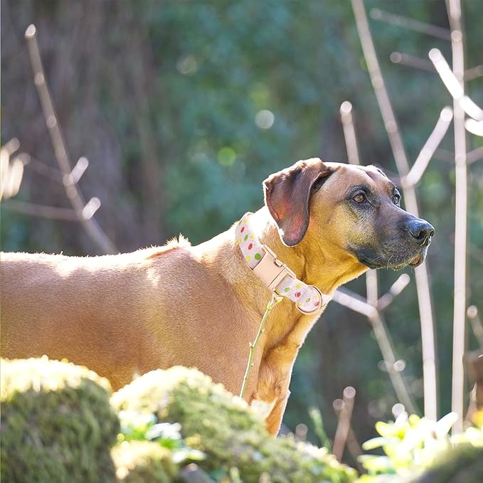 Metal Buckle Dog Collar, Durable Adjustable Dog Collar Soft for Small Medium Large Dogs (Pink Point, L(15-23in)
