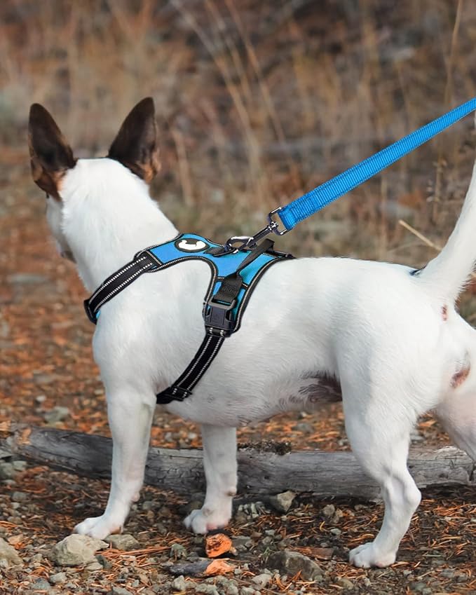 Joytale Double-Sided Reflective Dog Leash, 6 FT/5 FT/4 FT, Padded Handle Nylon Heavy Duty Leashes for Small & Medium Dogs Walking, Sky Blue, 5FT