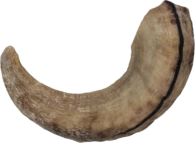 Icelandic+ Lamb Horn - Large - 7" Dog Chew, Long-Lasting Crunchy Treat, Medium & Large Dogs, Keratin, All-Natural, Pet Snack, Edible & Digestible