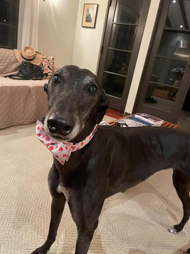 Lionet Paws Valentines Day Dog Collar with Bowtie, Dog Bowtie Collar with Metal Buckle for Dogs, Adjustable Comfortable Dog Collar Girl Boy Gift, L, Neck 16-24 in
