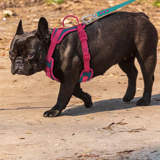 No Pull Dog Harness Adjustable Soft Padded Pet Vest with Control Handle Adorable Daily Harness for Dogs(Viridian Green XL)