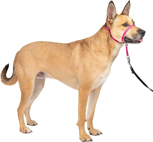 PetSafe Gentle Leader No-Pull Head Collar for Dogs, Dog Head Collar - The Ultimate Solution to Pulling, Padded Nose Loop, Quick-Snap Neck Strap, Dog Halter, Medium - Raspberry Pink