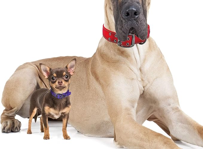 Max and Neo MAX Reflective Metal Buckle Dog Collar - We Donate a Collar to a Dog Rescue for Every Collar Sold (X-Small, Teal)