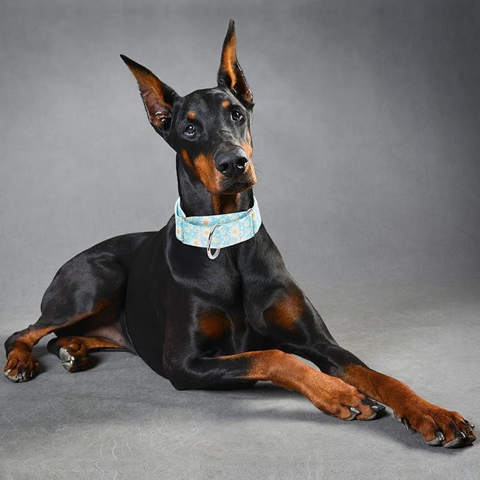 1.5 Inches Wide Martingale Dog Collar, Heavy Duty Adjustable Collar with Rwith Blue Daisy Floral Design, Military Grade Strong Dog Collar for Large/X-Large Breeds (XL)