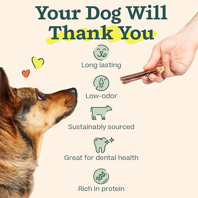 WOOF Bully Sticks Dog Treats - Chew Sticks for Dogs - Long-Lasting Dog Chew Treats - Products Made with Free-Range, Grass-Fed Beef - 12" Sticks - 5pk