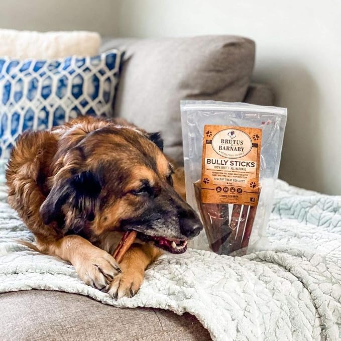 BRUTUS & BARNABY Thick Bully Sticks for Dogs – Odor Free Chews for Large, Medium & Small Breeds – Grain-Free, Rawhide-Free, Digestible Dog Treats – Grass-Fed Beef Chews for Aggressive Chewers