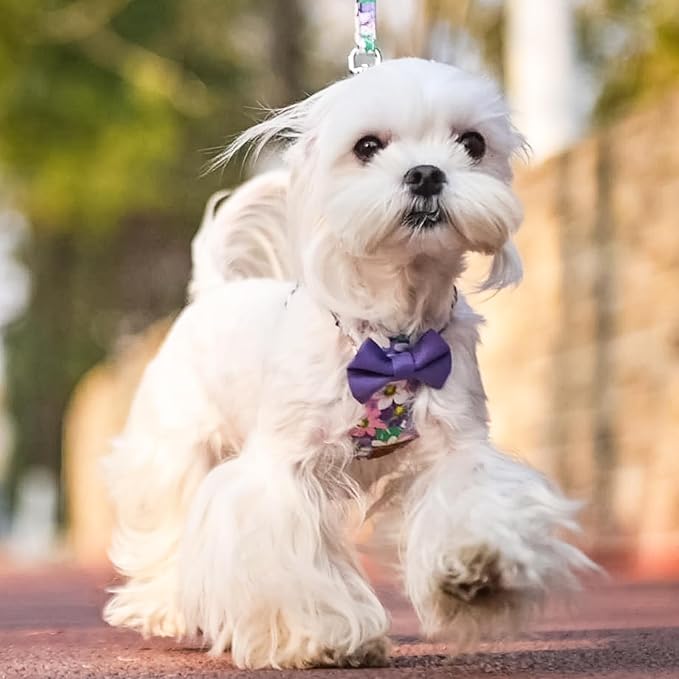 PUPTECK Dog Harness and Leash Set Small Sized, Step-in Cute Puppy Harness, Soft Lightweight Padded Vest, Escape Proof No Pull Pet Harnesses Easy for Walking, Flower Purple, M